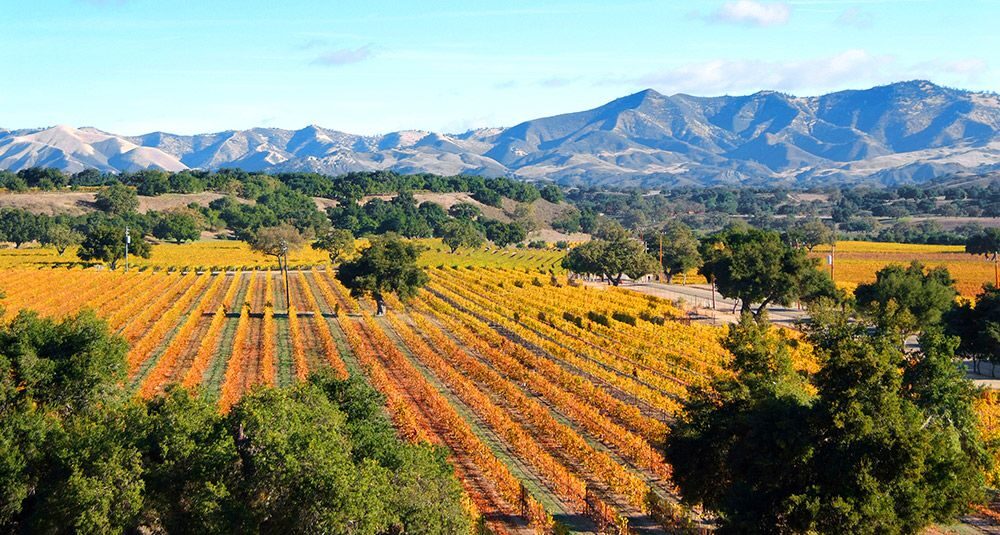 Image southern California vineyard.